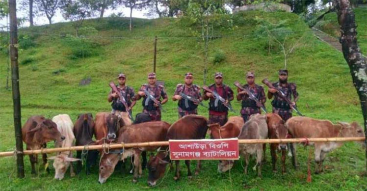 সুনামগঞ্জে সীমান্তে থেকে ১২টি ভারতীয় গরু জব্দ