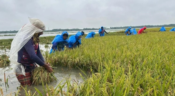 সুনামগঞ্জ হাওরে ডুবেছে ২০০ কোটি টাকার ধান