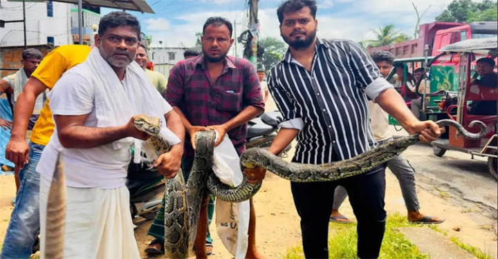 মৌলভীবাজারে বিশালাকার অজগর সাপ উদ্ধার