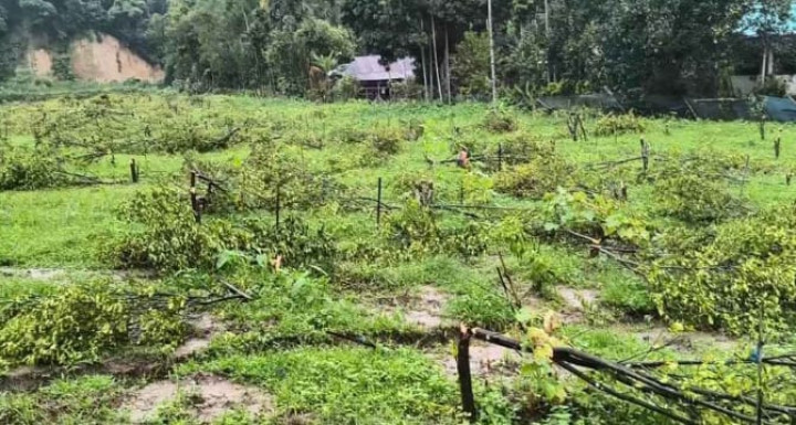 মৌলভীবাজারে ১২০০ ফলজ গাছ কেটে কৃষকে নিঃস্ব করে দিল বন বিভাগ