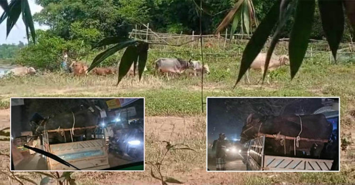 সিলেট সীমান্তে অবাধে চলছে চোরাচালান দিনে কোটি টাকা রক্ষকের পকেটে
