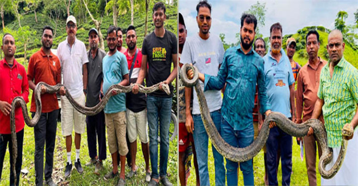 মৌলভীবাজারে  বিশাল অজগর সাপ উদ্ধার 