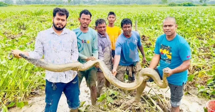  শ্রীমঙ্গলে ধানখেত থেকে বিশাল অজগর উদ্ধার
