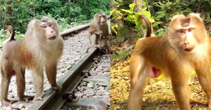 মৌলভীবাজারে দেখা মিলল বিরল ‘উল্টোলেজি’ বানরের