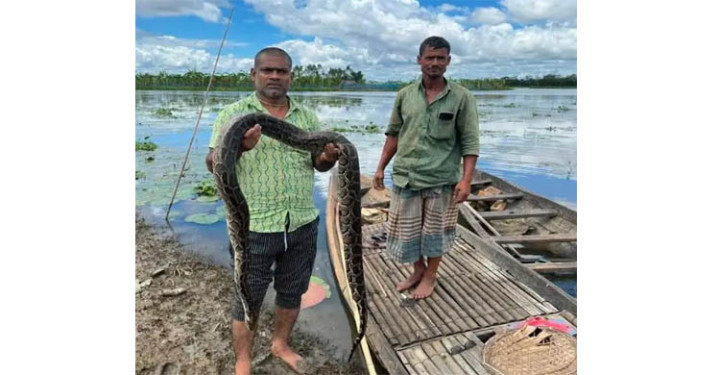 মৌলভীবাজারে মুমূর্ষু অজগর উদ্ধার, হাসপাতালে নেওয়ার আগেই মৃত্যু