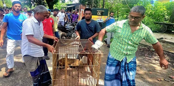 শ্রীমঙ্গলে বিদুৎস্পৃষ্ট সিংহ বানর উদ্ধার