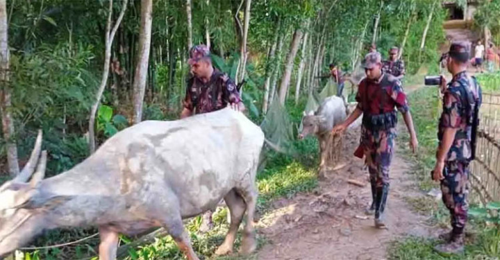 বড়লেখায় চোরাই মহিষকাণ্ডে ৩ জনের বিরুদ্ধে মামলা