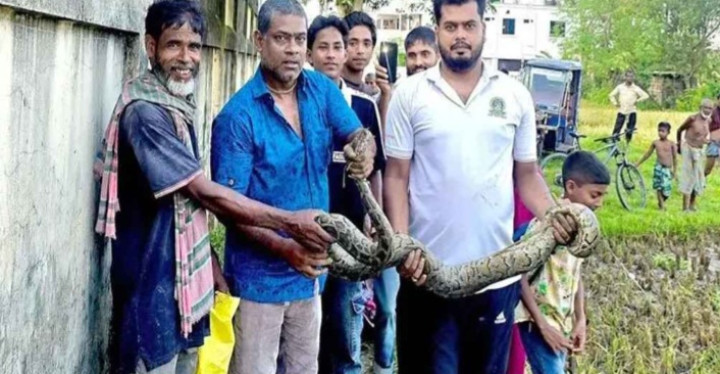 মৌলভীবাজারে ধানক্ষেত থেকে অজগর উদ্ধার