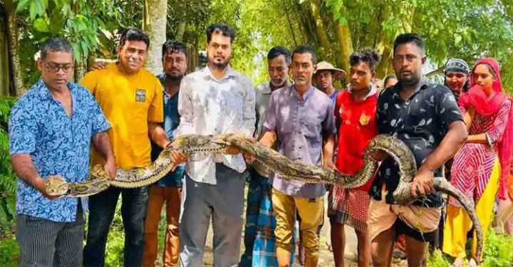 মৌলভীবাজারে বিশাল আকৃতির অজগর উদ্ধার 