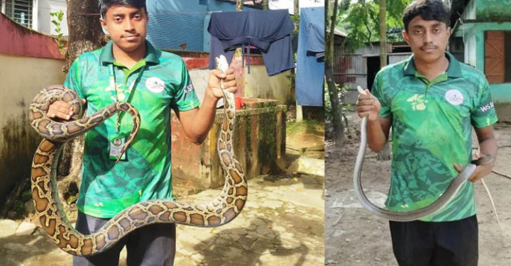 সিলেটে অজগর ও দুধরাজ সাপ উদ্ধার