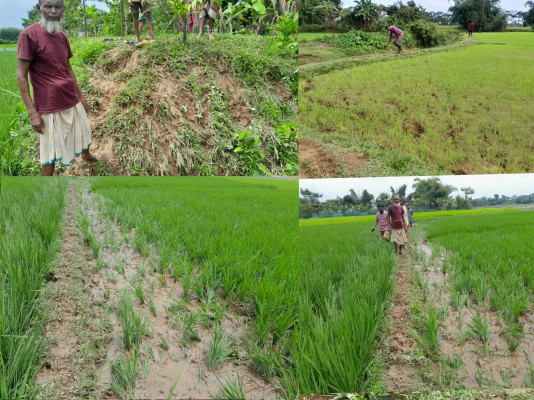 গোয়াইনঘাট সীমান্তে ভারতীয় চোরাই গরুর তাণ্ডব, নষ্ট হচ্ছে কৃষকের ধান
