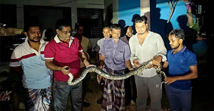 মৌলভীবাজারে বসতবাড়ি থেকে অজগর সাপ উদ্ধার