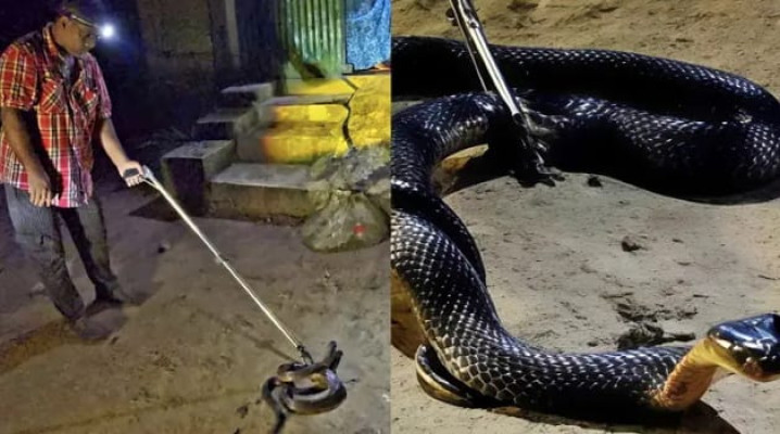 মৌলভীবাজারে বিষধর পদ্ম গোখরা উদ্ধার