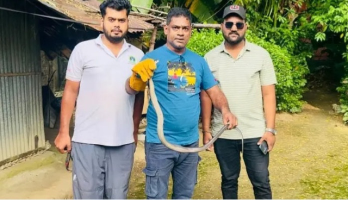 মৌলভীবাজারে বসতঘর থেকে পদ্ম গোখরা সাপ উদ্ধার
