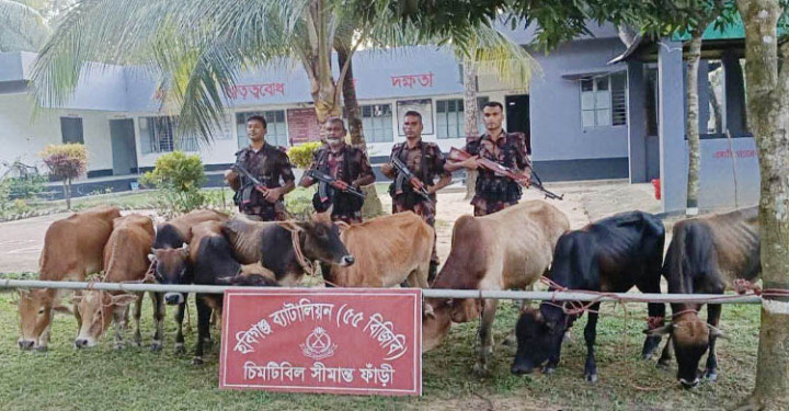 হবিগঞ্জ সীমান্তে অভিযানে ভারতীয় গরু ও মদ জব্দ
