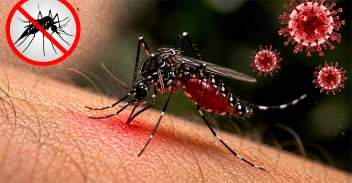 ডেঙ্গুতে একদিনে আরও ৬ মৃত্যু