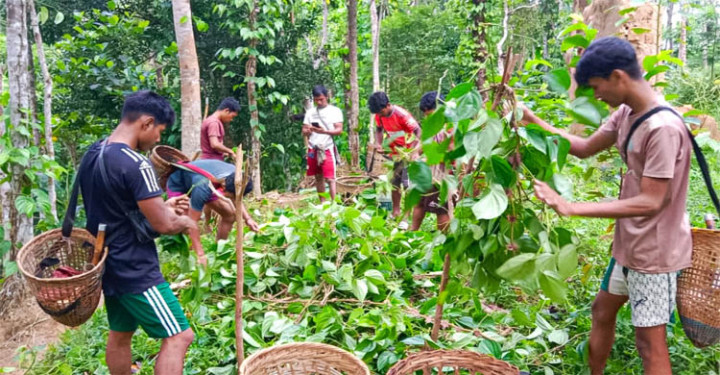 মৌলভীবাজারে খাসিয়া পুঞ্জিতে ৮ হাজারের অধিক পানগাছ কর্তন​