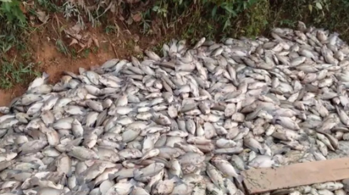 মৌলভীবাজারে খামারে ভেসে উঠল ৩০ লাখ টাকার মরা মাছ
