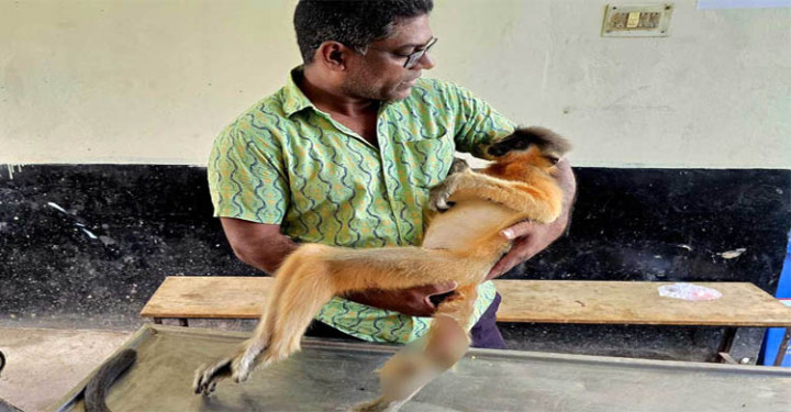 মৌলভীবাজারে বিদ্যুৎস্পৃষ্টে প্রাণ গেল বিপন্ন মুখপোড়া হনুমানের