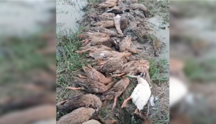 কুলাউড়ায় বিষ মেশানো ধান খেয়ে ৭০ হাঁসের মৃত্যু, অসুস্থ  দুই শতাধিক