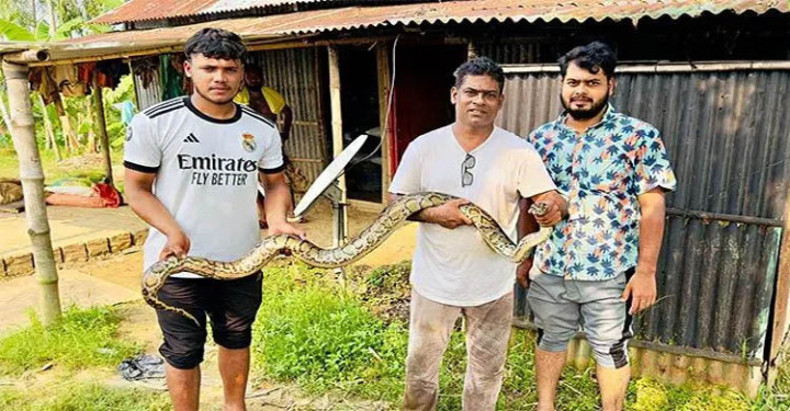 মৌলভীবাজারে বিশাল অজগর সাপ উদ্ধার 