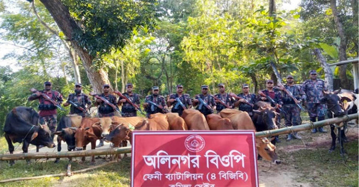 সীমান্তে বিপুল ভারতীয় মদ ও গরু জব্দ