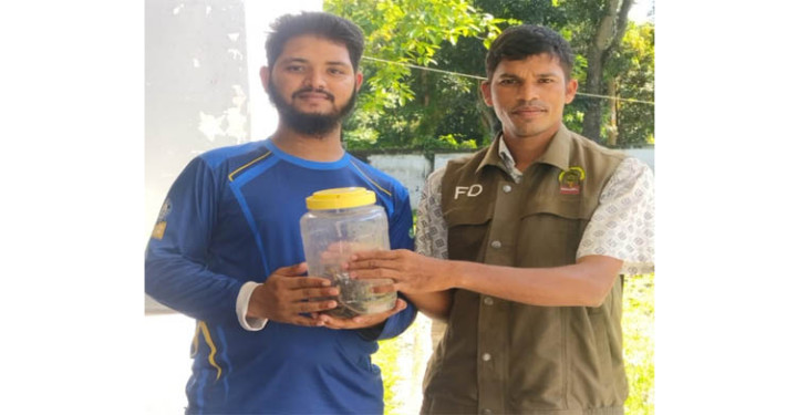 হবিগঞ্জে বসতঘর থেকে ১৩টি বিষধর পদ্মগোখরা উদ্ধার