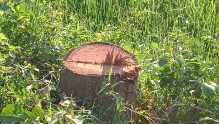 মৌলভীবাজারে সড়কের পাশ থেকে ১৪টি গাছ উধাও