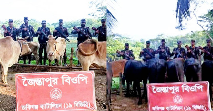সিলেটে ৭৪ লাখ টাকার ভারতীয় পশু ও মামলামাল জব্দ