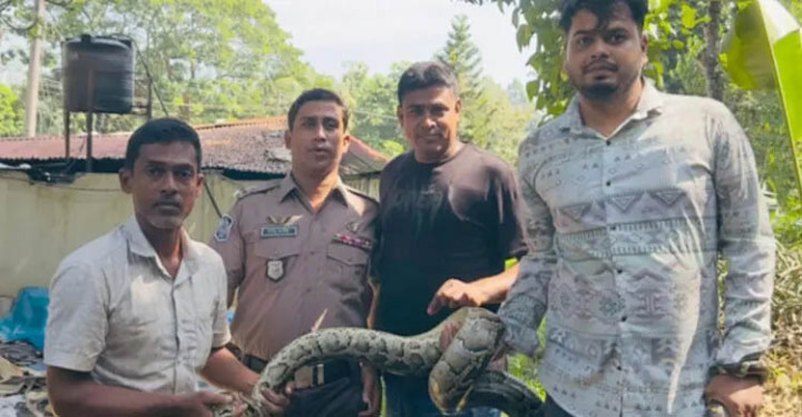 মৌলভীবাজারে অজগর সাপ উদ্ধার