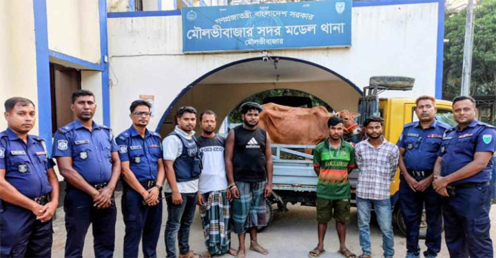মৌলভীবাজার চুরি হওয়া গরু উদ্ধার, আটক ৪